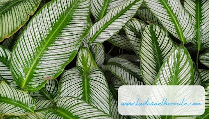 Ludivine L'Hermite Médium - Régénératrice De Sérénité En Vendée, Voyant à Thiré